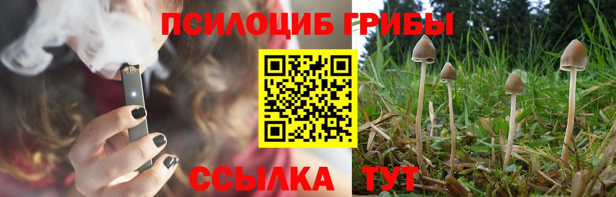 Галлюциногенные грибы Psilocybine cubensis Елец